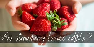 I cannot see any bugs when i check the plants and cannot see any slime trails from snails or slugs. Can You Eat Strawberry Leaves Here S What You Should Know Foodiosity