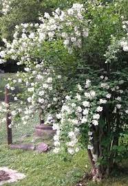 Pin By Pamela Grace On Unique Flowering Garden Shrubs Mock Orange Backyard Flowers