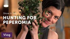 PEPEROMIA Care Tips — Ep 096