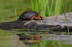The painted turtle (chrysemys picta) is the most widespread native turtle of north america. Midland Painted Turtle 2021 Overview Care Sheet All Turtles