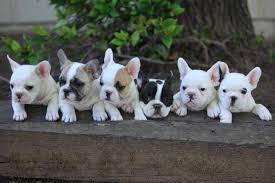 Your french bulldog will require tons of attention from you as these dogs thirst for it and do not tolerate long periods alone well. Paw Bulldog Puppies For Sale