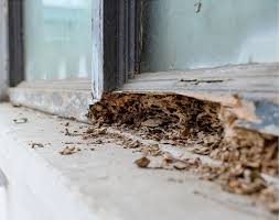 Alert one pest control provides residential and commercial termite and pest control to southwest missouri and southeast kansas. Termite Alert Your Home Is At Risk Flick Pest Control