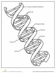 Dna Coloring Page Teaching Biology Dna Worksheet Life Science