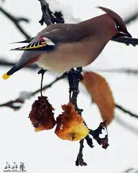 صور متحركه غاية الجمال للعصافير والطبيعه Bird Gif Animals All Birds