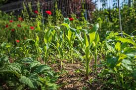 That gives each corn stalk space to grow. Sweet Corn Planting Growing And Harvesting Sweet Corn At Home The Old Farmer S Almanac