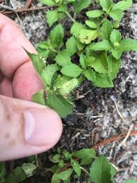 Image result for Acanthospermum australe