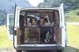 Same day despatch before 9pm *. How To Start A Pet Transport Company Vet Practice News