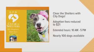 Last year, 12,913 animals were adopted from rspca nsw. Find A Furry Friend Clear The Shelters Is Happening Right Now Wkyc Com