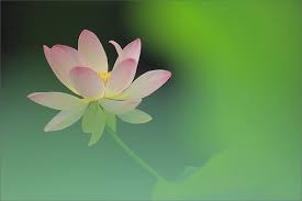 Lotus Flower Dd0a9583 800 Lotus Flower Pictures Lotus Flower Wallpaper Flower Pictures