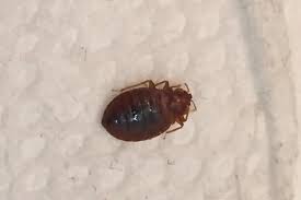 Do Vinyl Mattress Covers Protect Against Bed Bugs All You Need To Know