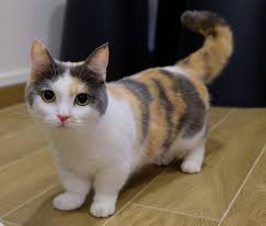 Gambar kucing paling comel di dunia. Baka Kucing Paling Cantik Dan Comel Dalam Dunia Ada 12 Kesemuanya Rileklah Com