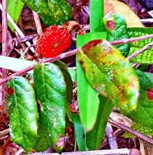 Image result for Cnestis polyphylla