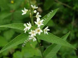 Image result for Vincetoxicum monticola
