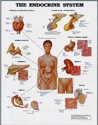 Medical Image Of Endocrine System Anatomical Chart Of The