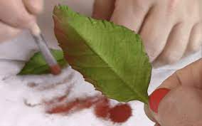 Icing bags & bottles decorating tips tools airbrush stencils edible paint edible ink pens cocoa butter edible images toppers & picks candles. Food Coloring Which To Use For Making Sugar Flowers Catalina Anghel Azucar Arte