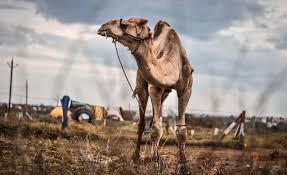 The camel toe bump (real name: Peta India And Local Activists Rescue Seven Camels From Sacrifice News Peta Asia
