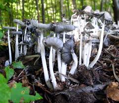 Image result for Coprinus lagopus