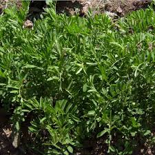 Image result for Lens culinaris