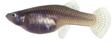 Check spelling or type a new query. Mosquito Fish Columbia Drainage Vector Control District
