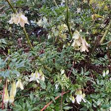 Check spelling or type a new query. Clematis Cirrhosa Var Balearica Fern Leaved Clematis Uploaded By Churchfarmgarden