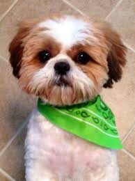 My Shih Tzu Baby With His Summer Shih Tzu Grooming Shih Tzu Haircuts Shih Tzu Puppy