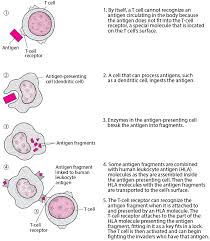 Overview Of The Immune System Immune Disorders Merck Manuals Consumer Version