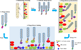 Huachang growmax m sdn bhd. Development Of A Phage Display Panning Strategy Utilizing Crude Antigens Isolation Of Mers Cov Nucleoprotein Human Antibodies Scientific Reports