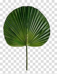 Palm leaf · free pngs, stickers, photos, aesthetic backgrounds and wallpapers, vector illustrations and art. Aesthetic Grunge Green Palm Leaf Transparent Background Png Clipart Hiclipart