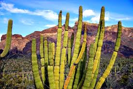 How to tell when it's time to water your cactus: Serenading The Sonoran Desert Organ Pipe Cactus National Monument Rving With Rex