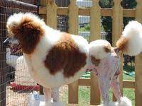 Über 80% neue produkte zum festpreis; 35 Parti Color Ideas Standard Poodle Parti Poodle Poodle