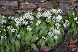 Image result for Allium ursinum