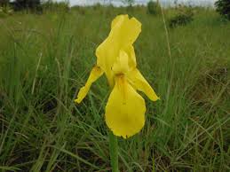 Image result for Gladiolus verdickii