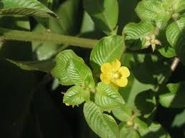 Image result for Ludwigia leptocarpa