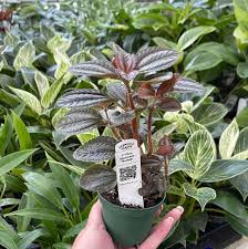 Image result for Pilea johnstonii