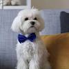 The short cut is actually a style that is more commonly seen on bichon frise or poodles, but it can be done on maltese as well! 3