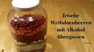 Weissdorn Tinktur Furs Herz Herstellen Strahlemensch Weissdorn Tinktur Dornen