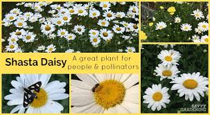 The charming flower marvel is filled with tenderness, sincerity, and admiration. Shasta Daisy Growing Tips Varieties And Pollinator Power
