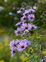 Image result for Aster