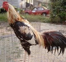 Warna bulu ayam bangkok petarung yang cukup disegani selanjutnya ialah blorok. 71 Gambar Ayam Wido Juara Terbaik Infobaru