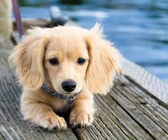Where the muscles contract, the skin of the miniature dachshund is elastic and pliable without excessive wrinkling. Blonde Weiner Dogs Pasteurinstituteindia Com