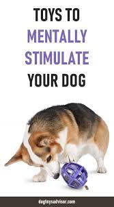 Successful Dog Training Videos Dogfoodjakarta Femaledogsaccessories Dog Training Best Dog Toys Interactive Dog Toys