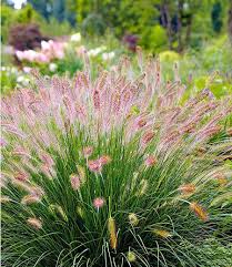 Lampenputzergras Hameln 3 Pflanzen Blumen Fur Garten Lampenputzergras Garten Pflanzen