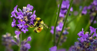 Amazon fresh groceries & more right. How To Attract Bees To Your Vegetable Garden Flowers Fruit And More Eco Family Life