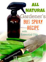 It is traditionally used against cabbage loopers, leafhoppers, japanese beetles, aphids, slugs, and borers. Homemade Garden Bug Spray With Essential Oils Simply Preparing Garden Bug Spray Organic Bug Spray Insect Spray