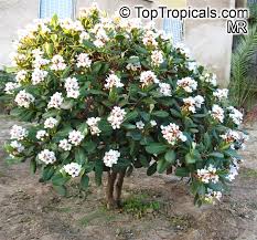 Image result for Rhaphiolepis umbellata