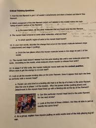 I really hope the info that appears can be useful to you images of color. The Sliding Filament Theory How Do Muscle Cells Chegg Com