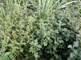 Image result for Amaranthus dubius