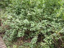 Image result for Lantana tiliifolia