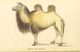 How the camel got his hump kipling's story. Robert Irwin In Praise Of The Camel The Hedgehog And The Fox
