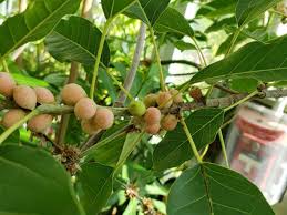 Image result for Ficus virens